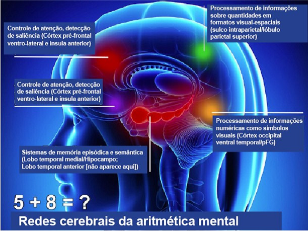 Matemática visual: a atividade cerebral está acontecendo em redes que incluem duas vias visuais: a ventral e a dorsal 